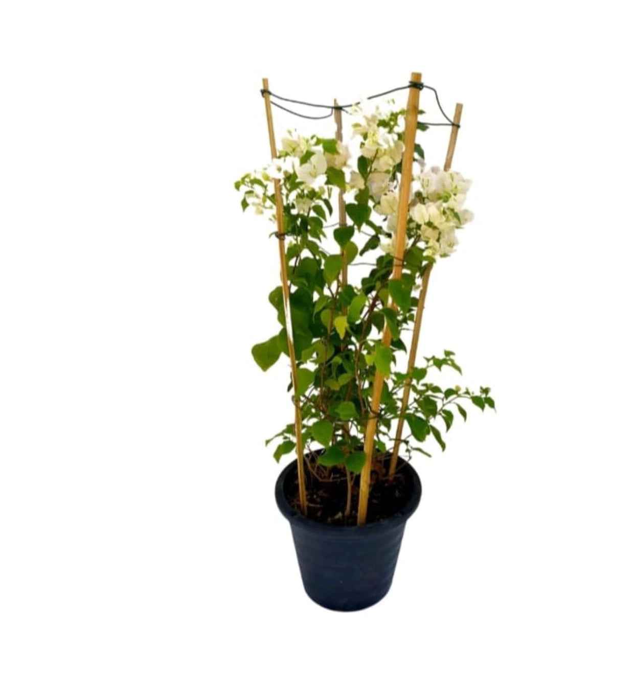 Bougainvillea WHITE 4 Stick | Multicolors Flowering Plants in UAE | FreshPlants Nursery / 1mtr