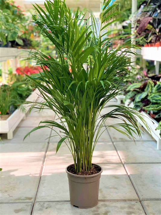 Areca Palm Holland / Chrysalidocarpus Lutescens