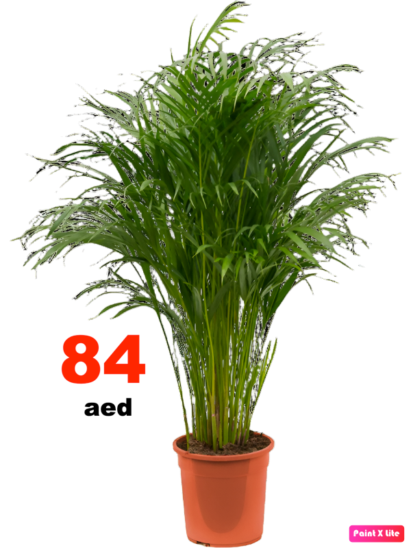 Areca Palm Indoor 150cm-160cm | Indoor Plant