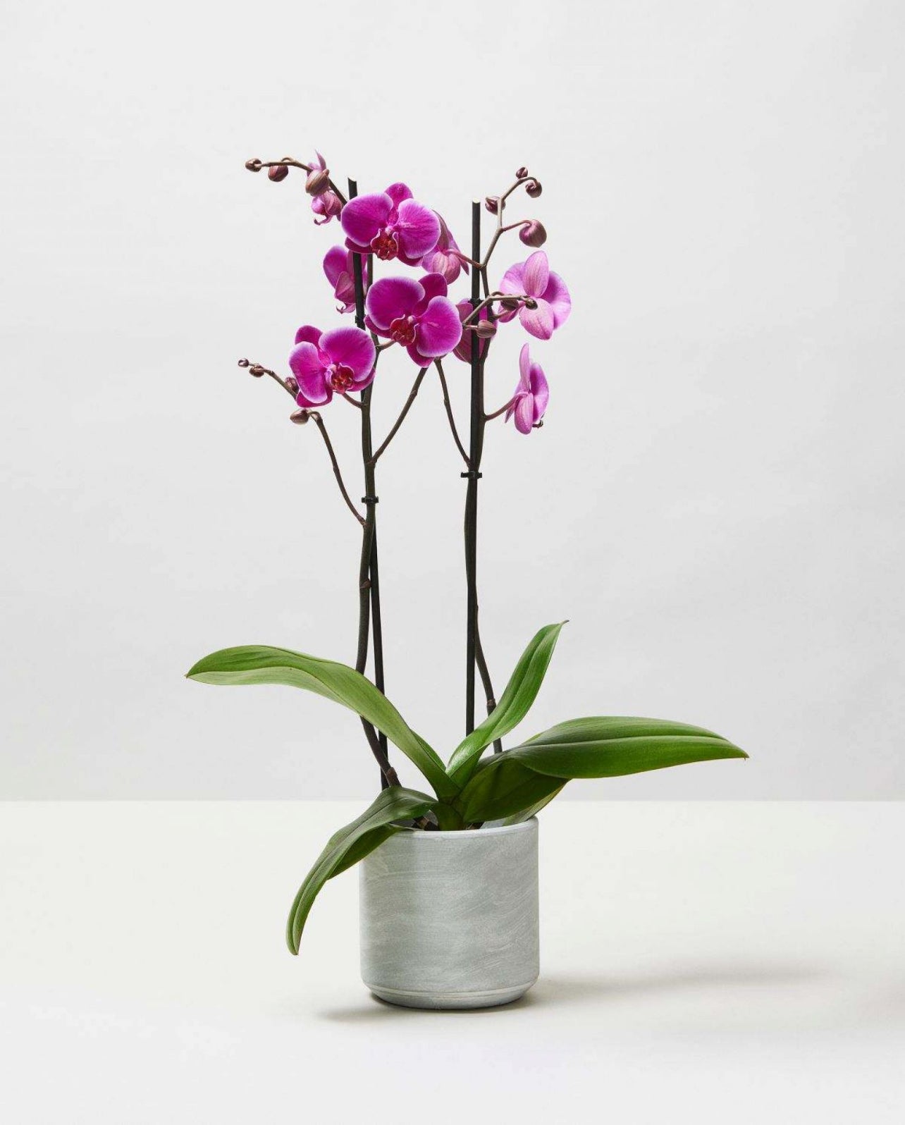 Vibrant purple orchid plant in a modern gray pot on a white surface, minimalist decor