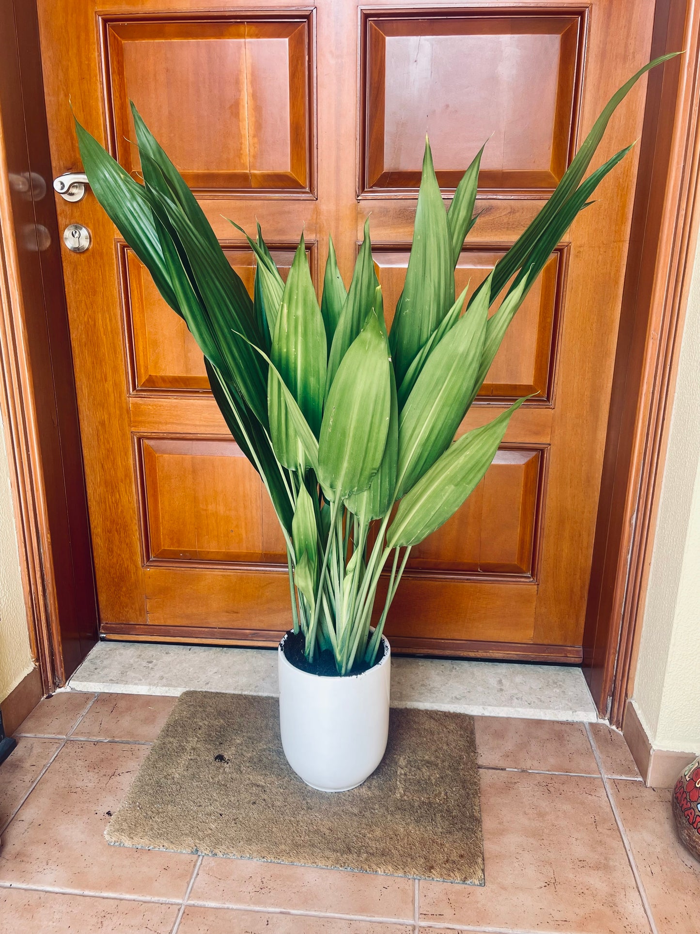 Aspidistra elatior indoor plant with long green leaves in white pot on doormat by wooden door