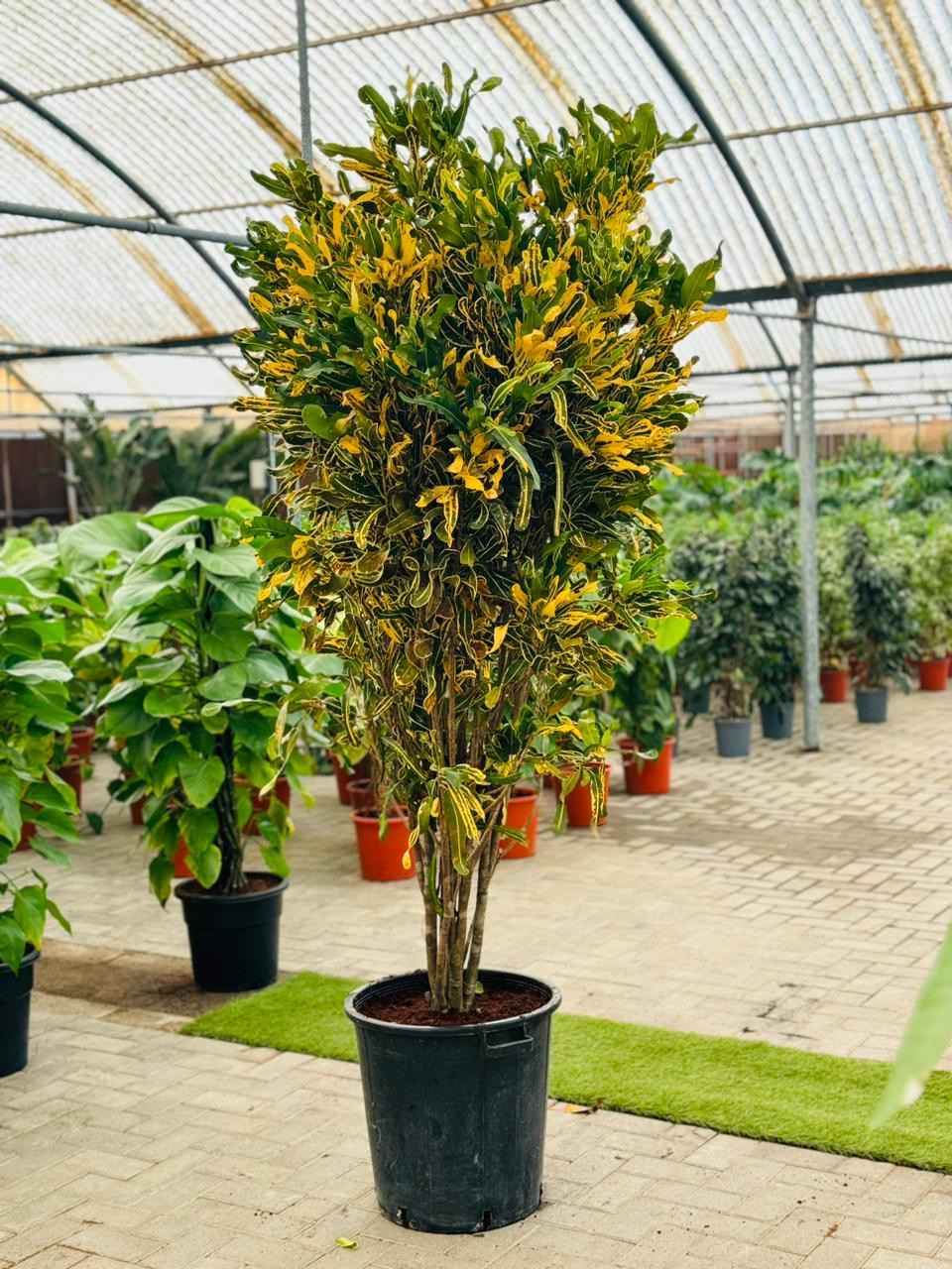 Croton Banana Yellow Plant 1.8mtr “Indoor & Outdoor”