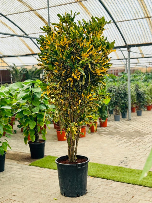 Tall potted croton plant with yellow-green variegated leaves in a greenhouse nursery