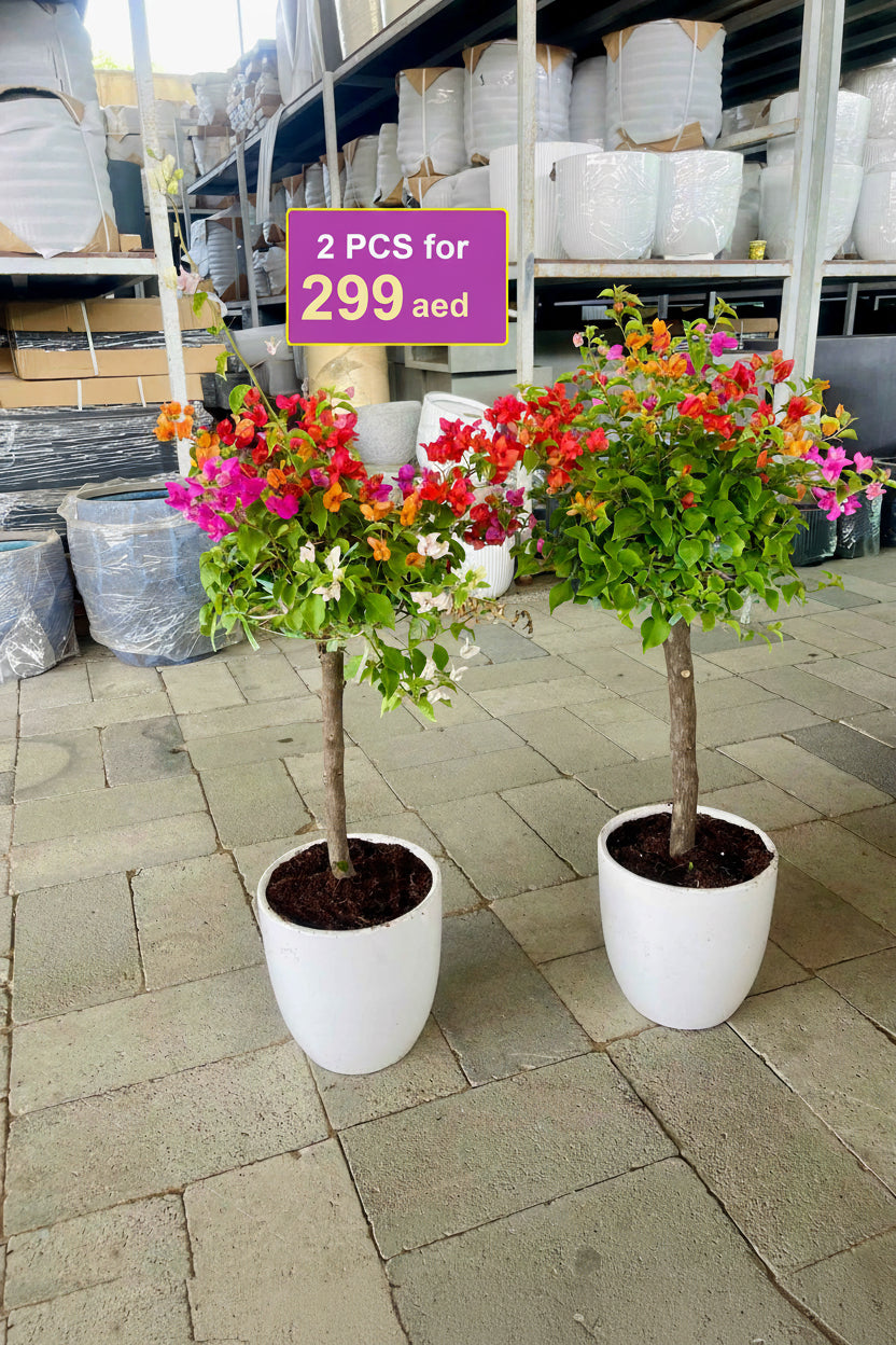 Potted 2Pcs Bougainvillea (Size: 80cm-90cm) in CERAMIC Pots