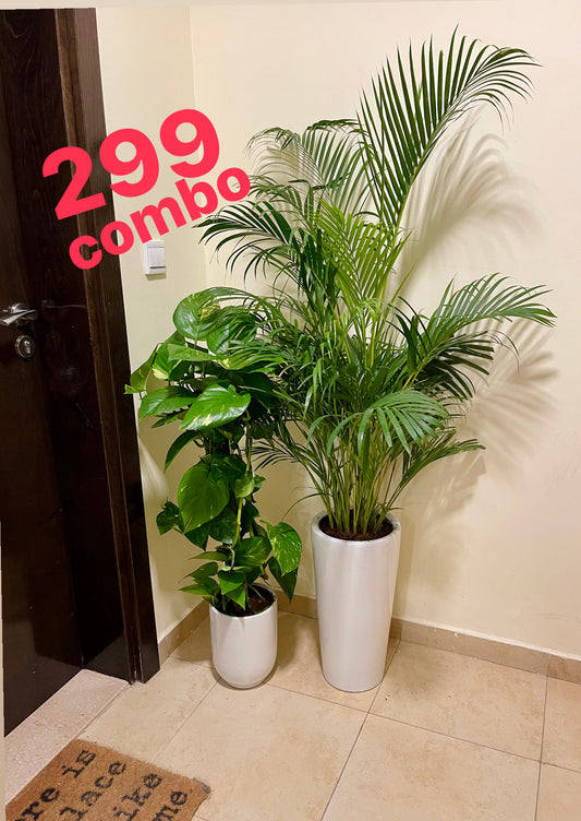 Areca palm and money plant combo in white ceramic pots for indoor decor, 299 combo offer