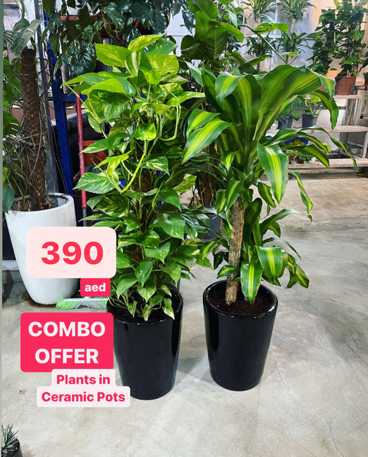 Potted money plant and dracaena massangeana in glossy black ceramic pots, indoor combo offer