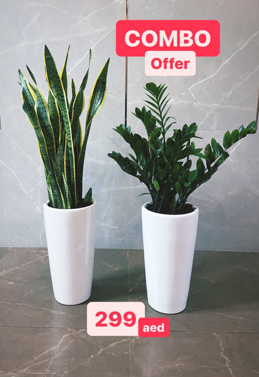 Large potted Snake Plant and ZZ Plant in white ceramic pots, indoor combo offer, 299 AED