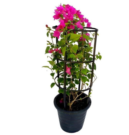 Pink bougainvillea plant in a black pot with support trellis against white background