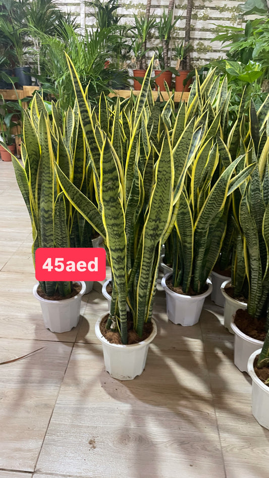Sansevieria XL 1mtr indoor Holland plant / Snake Plant