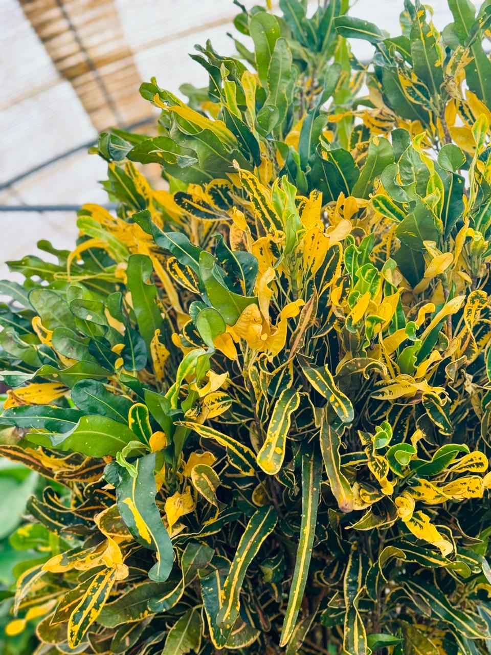 Croton Banana Yellow Plant 1.8mtr “Indoor & Outdoor”