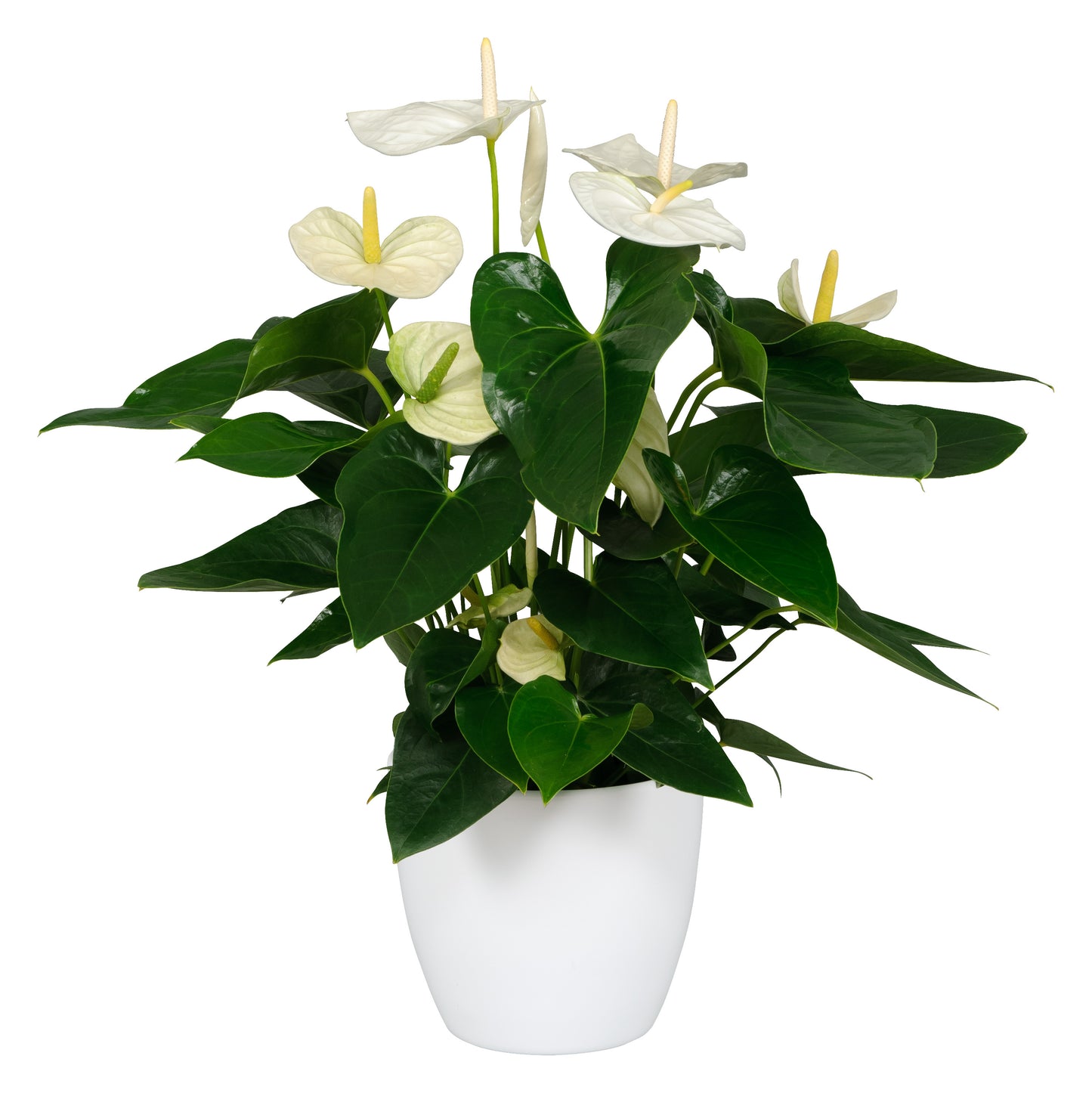 White anthurium plant with glossy green leaves in a white pot, indoor houseplant