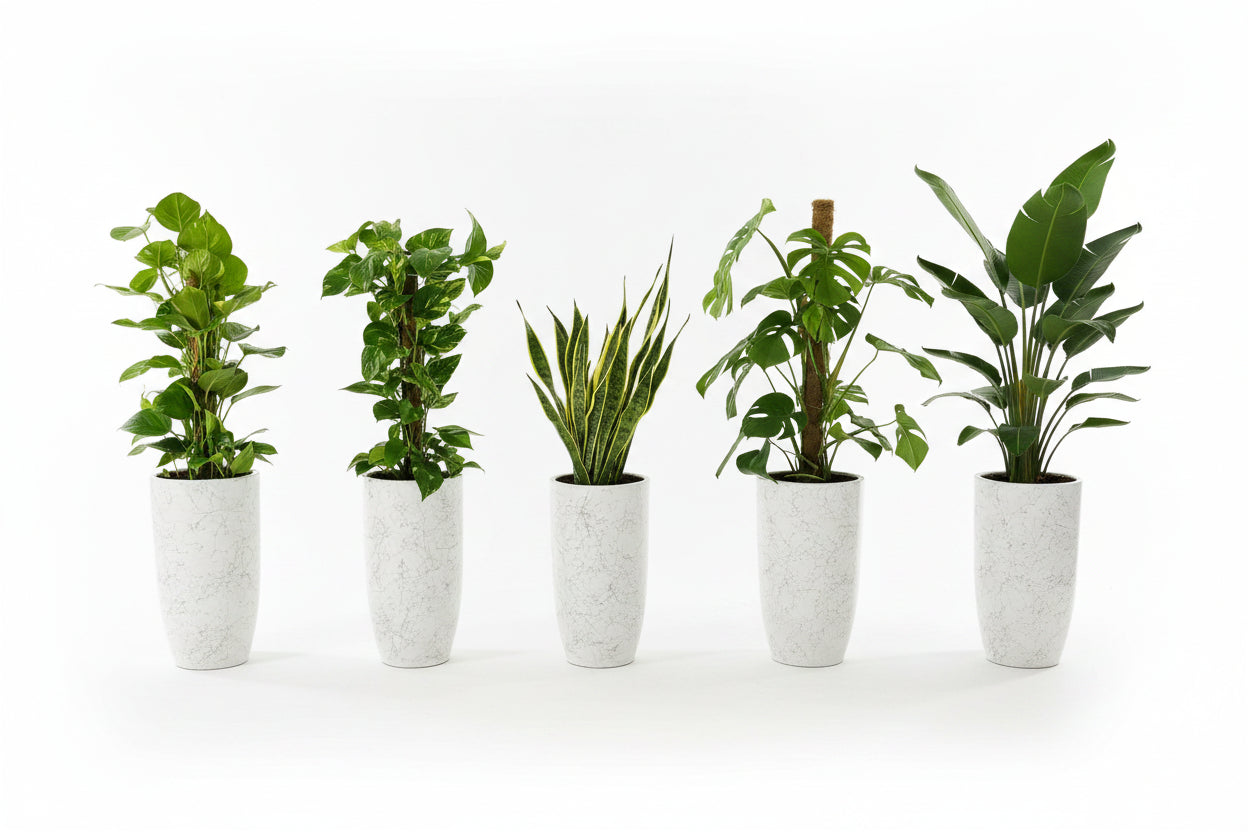 Office Plants Bundle 5 plants in Ceramic Pots