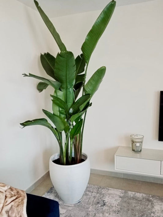Tall indoor bird of paradise plant in a white pot, modern living room decor