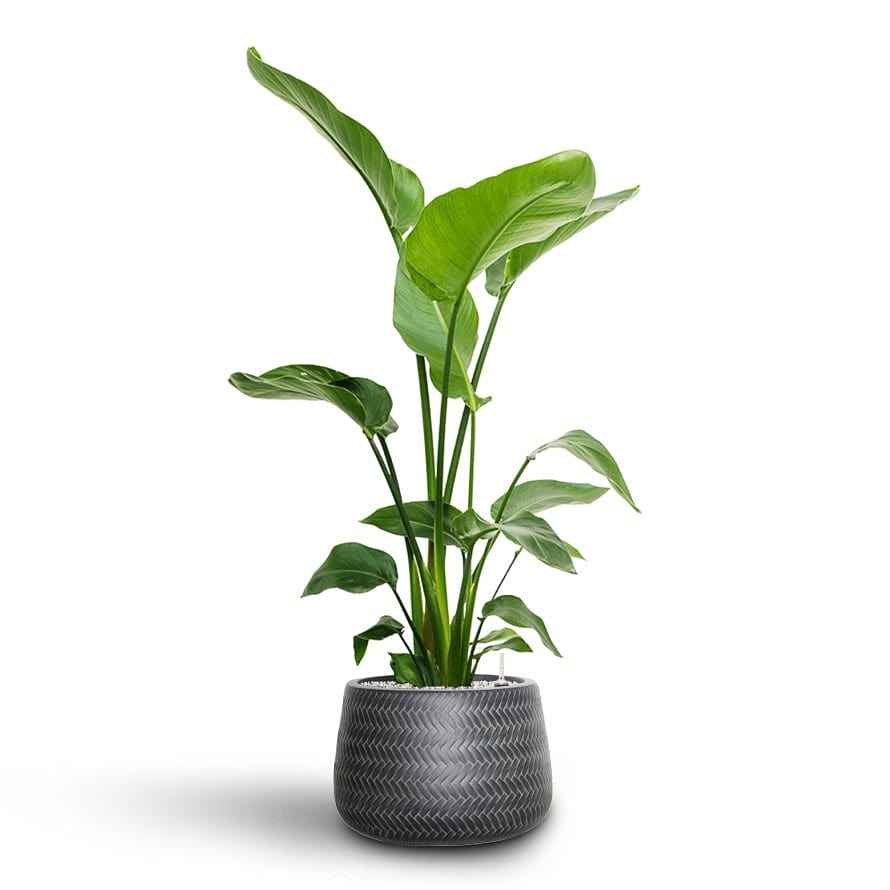 Set of 2 Potted - Areca Palm + Bird Of Paradise in Ceramic Pots