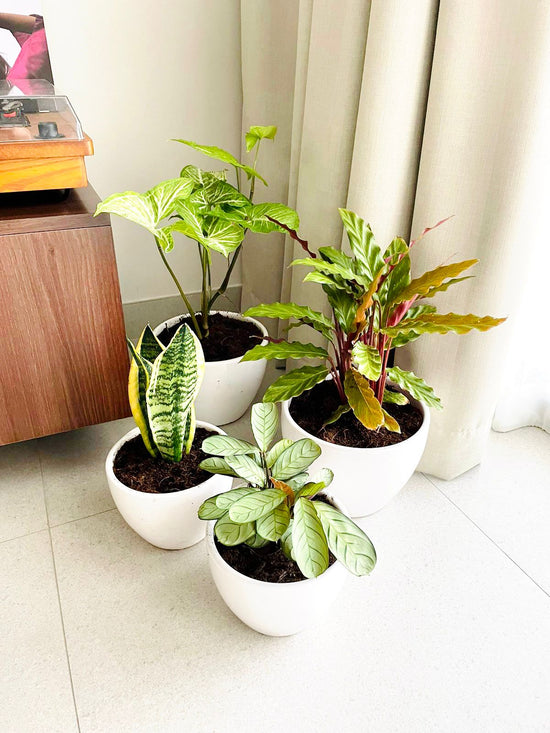 Indoor houseplants in white pots near a window and wooden cabinet, bright modern decor