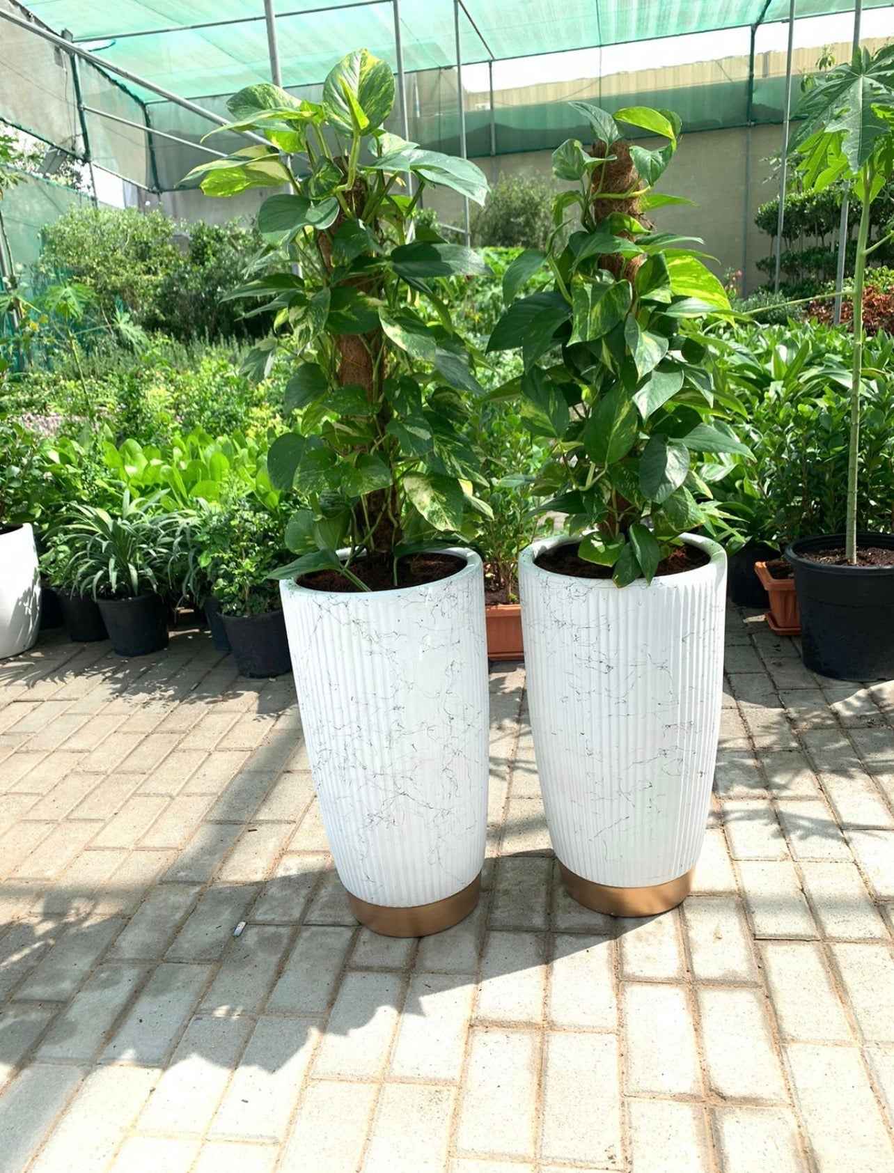Potted Combo: 2 Money Plant in Elegant Ceramic Pot