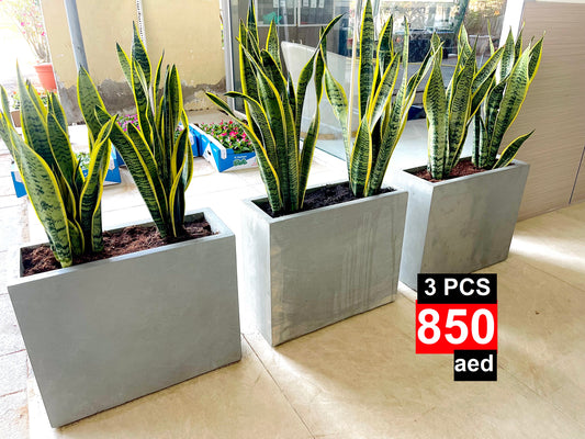 COMBO Potted Snake Plant Large in Fiber-Pot | Overall 1mtr size
