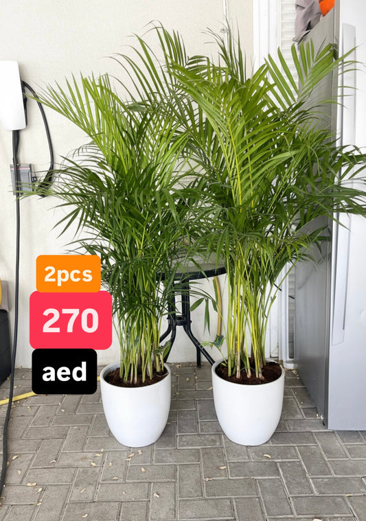 2pcs Potted Areca Palm | 150cm-160cm | Ceramic Pot