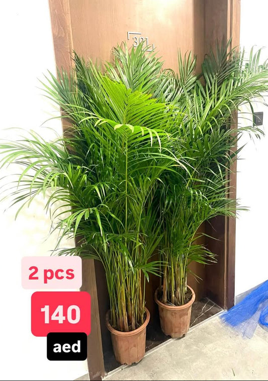 Areca Palm 2PCS COMBO 150cm-160cm | Indoor