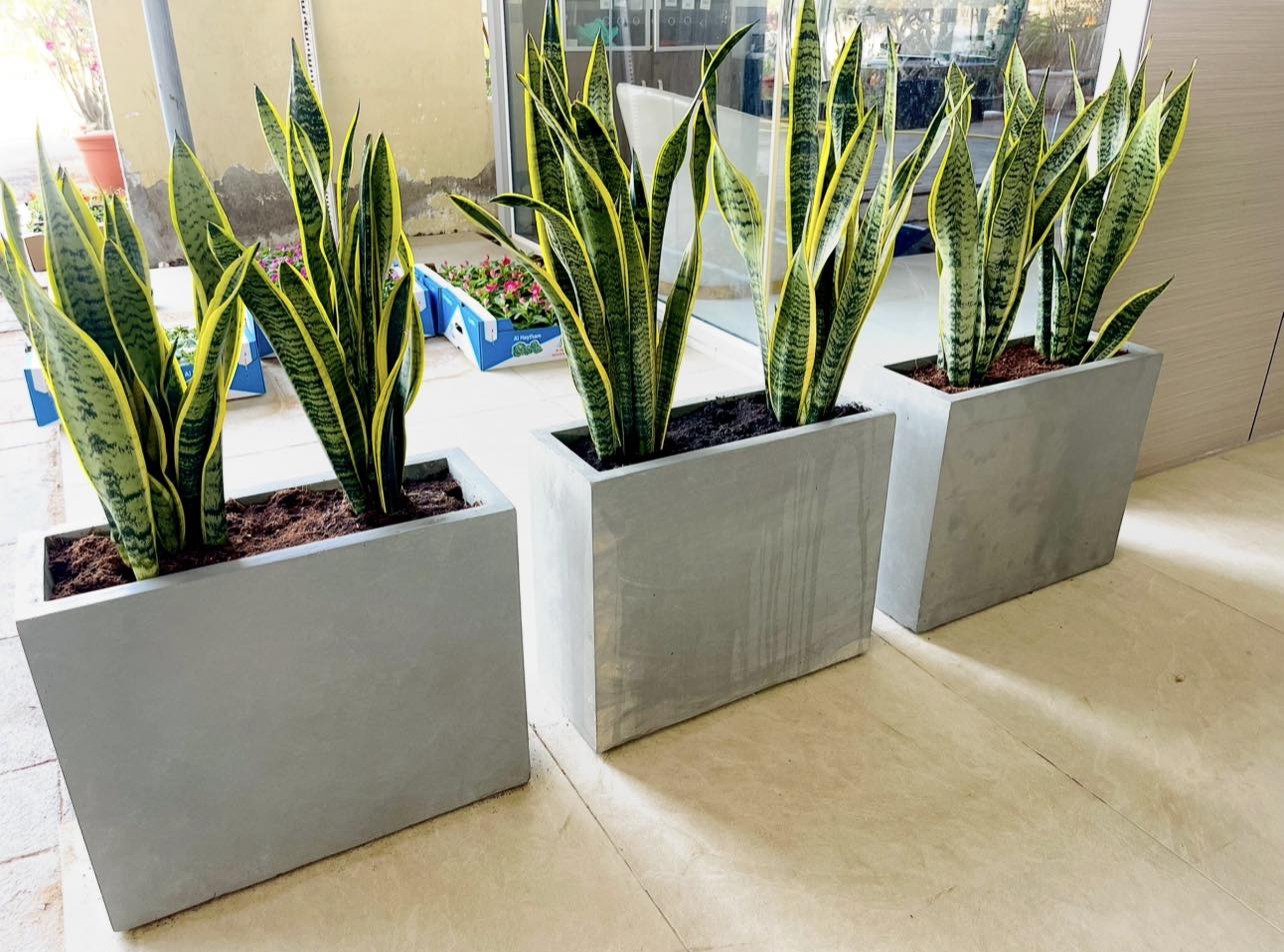 Potted Snake Plant Large in Fiber-Pot | Overall 1mtr size