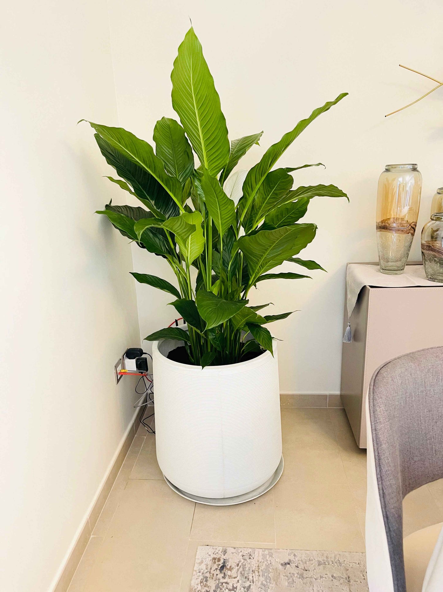 PeaceLily XL in XL FiberClay Pot (Overall 160cm-170cm)