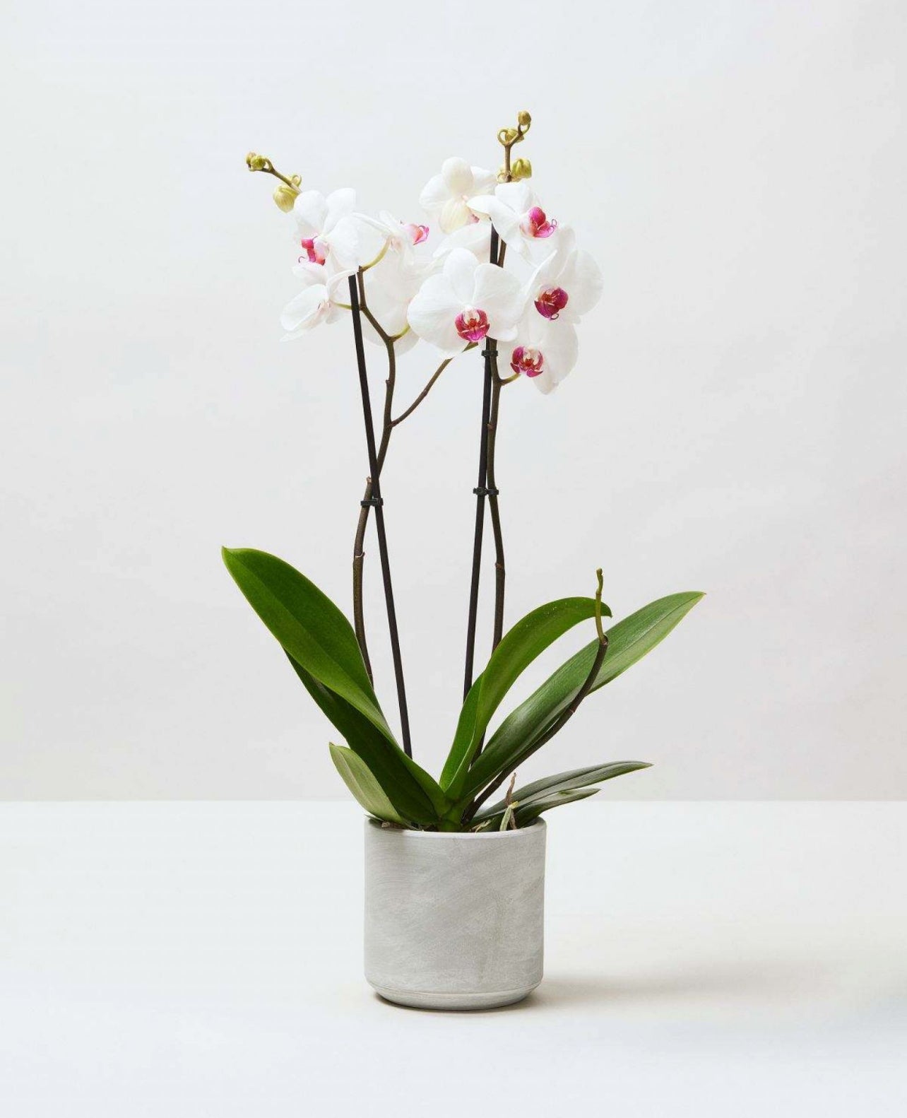 White orchid plant with pink centers in a modern white pot on a white background