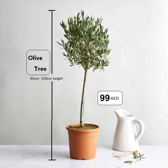 Olive Tree Indoor 1mtr-1.1mtr