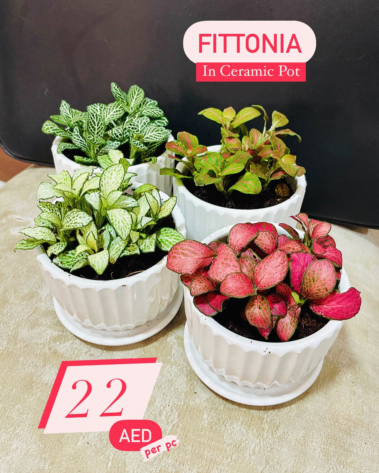 Assorted Fittonia plants in white ceramic pots, indoor decorative houseplants on display