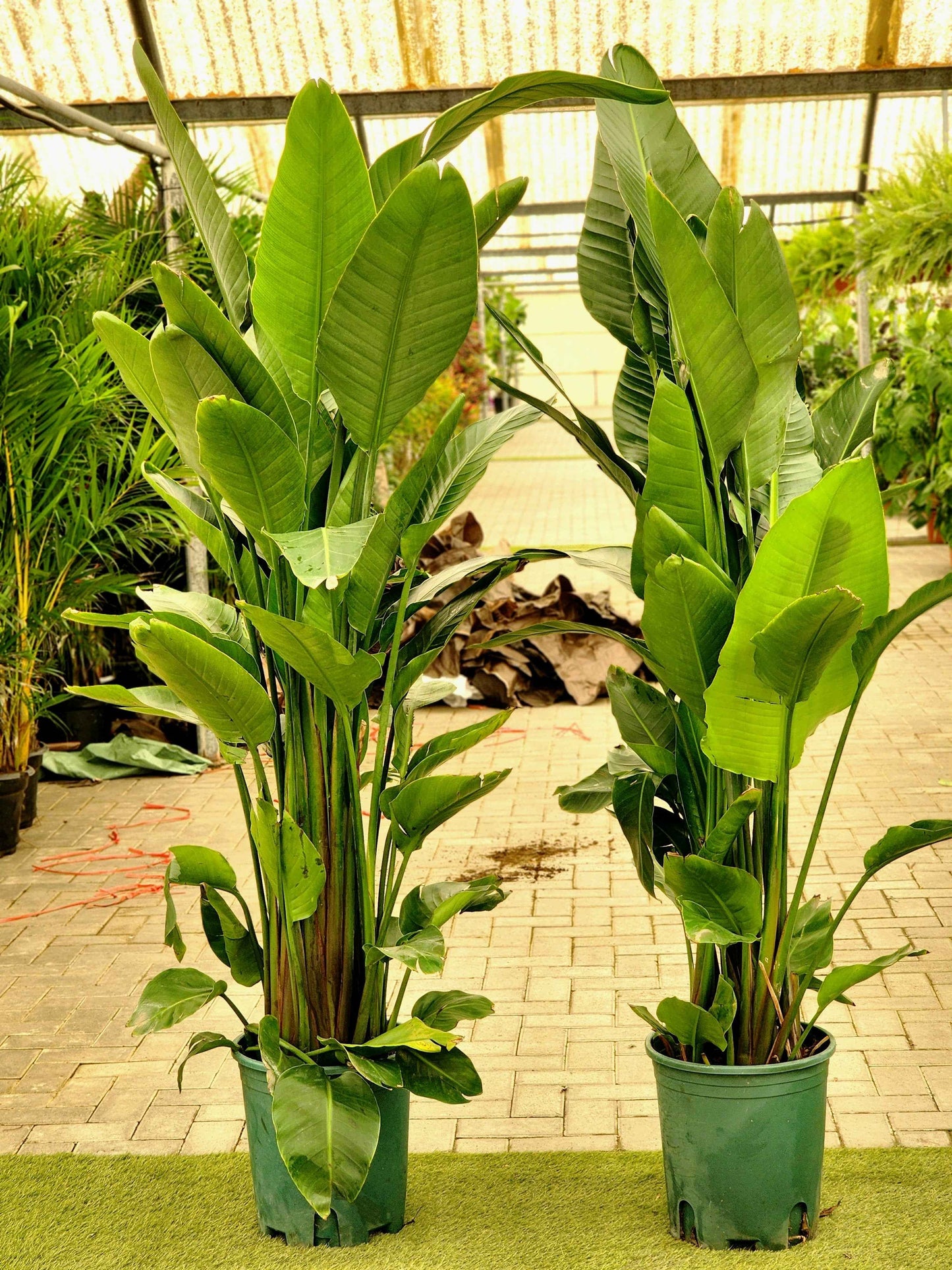 Bird Of Paradise XXL (160-170cm) (Holland) sterilitzia