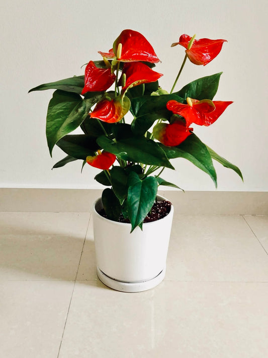 Red Anthurium (30cm-40cm) CERAMIC pot