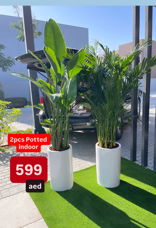 Potted Combo: Bird of Paradise + Areca|Bamboo Palm in Large Ceramic Pots | Indoor Plants