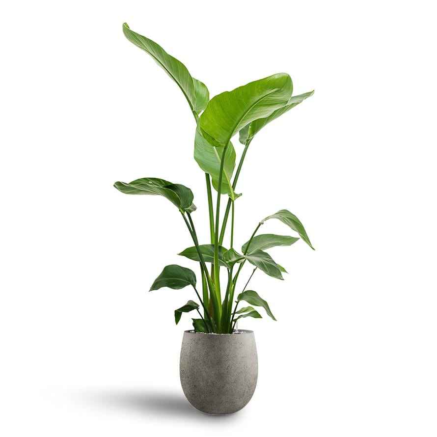 Bird of Paradise Strelitzia Nicolai -  1.1mtr-1.2mtr