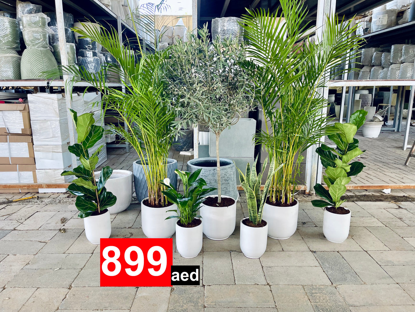 7 Office or Home Plants Potted COMBO: Olive Tree | 2 Areca Palm | 2 Fiddle leaf | Peace Lily | Snake Plant | in CERAMIC Pots