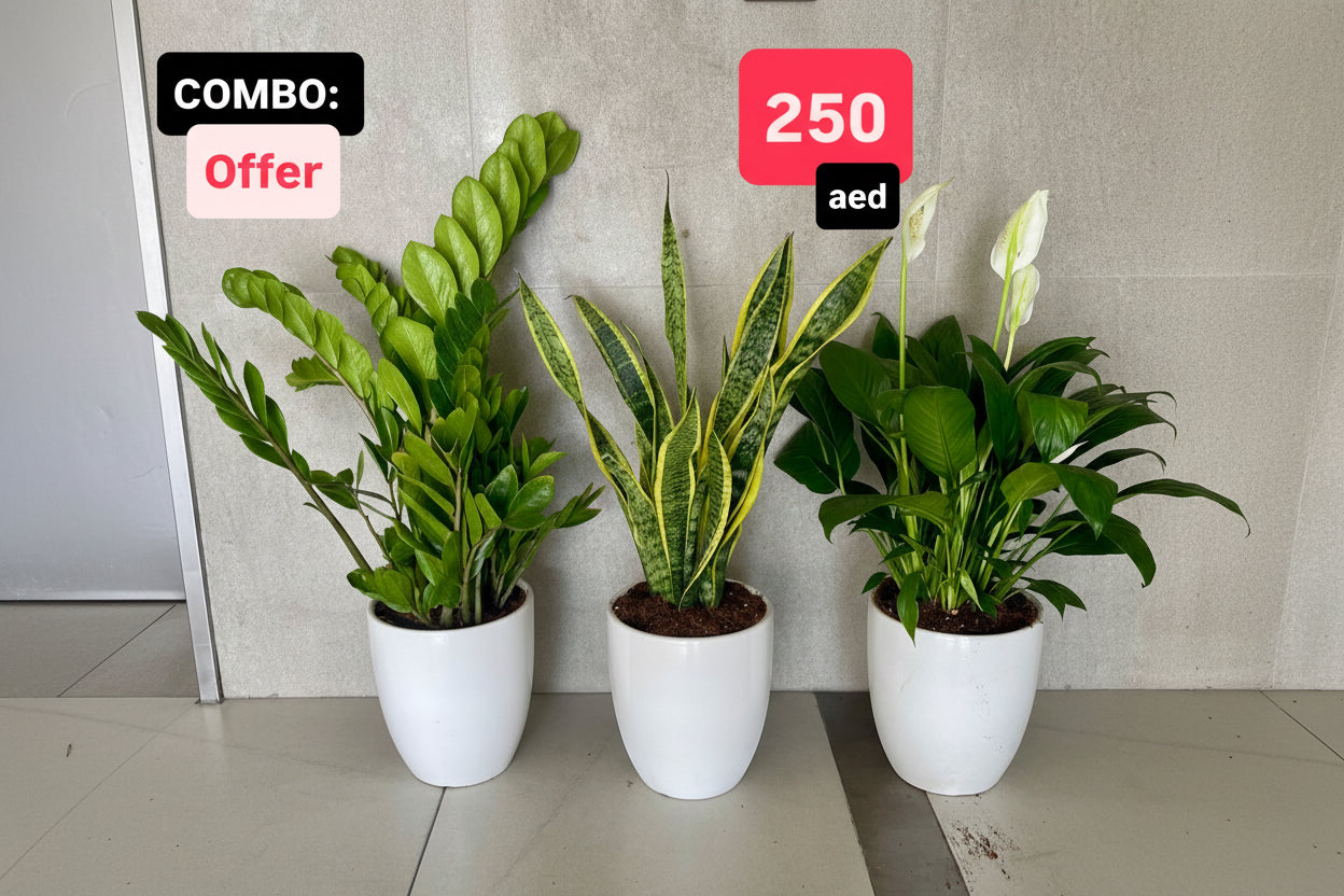 Three potted plants in white pots on a tiled floor with promotional text overlay.
