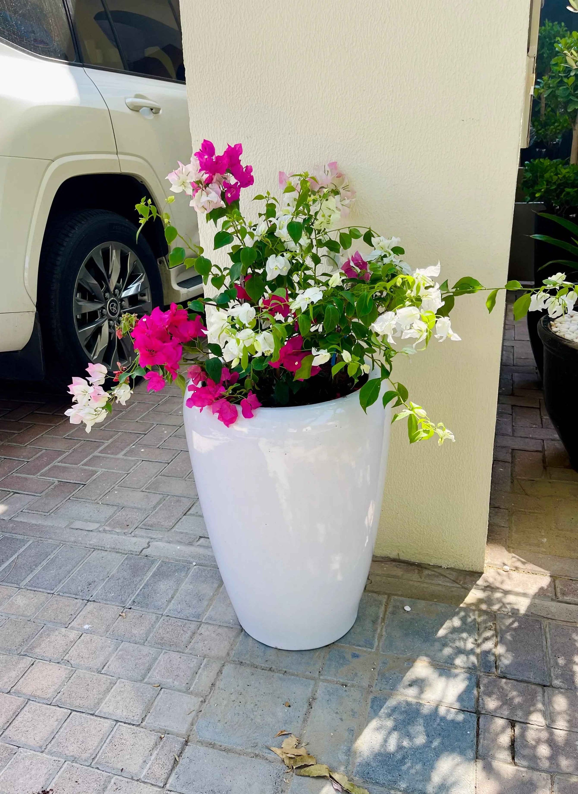 POTTED Bougainvillea Mixed Color - Ceramic Pot