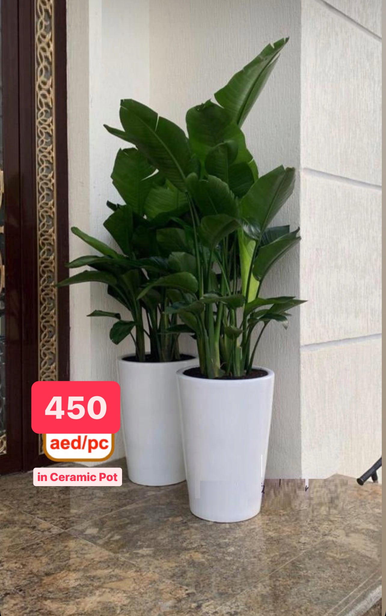 Tall indoor green plants in white ceramic pots by a doorway, price tag 450 AED each.