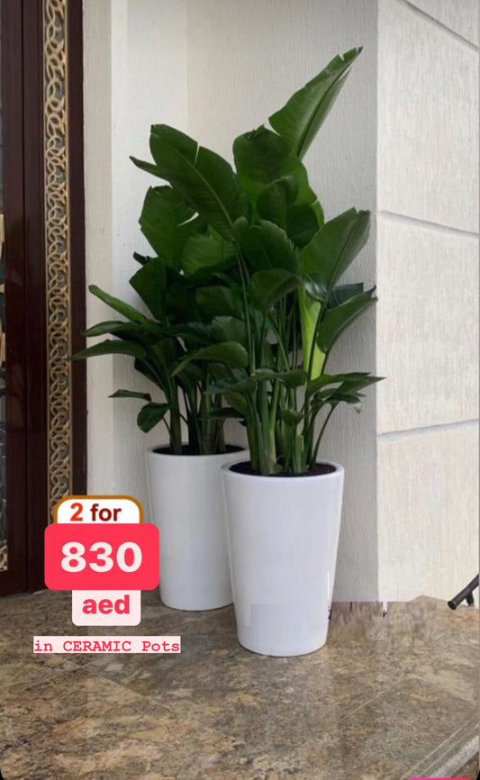 Two large indoor green plants in white ceramic pots on a marble floor by a wall, price offer visible.