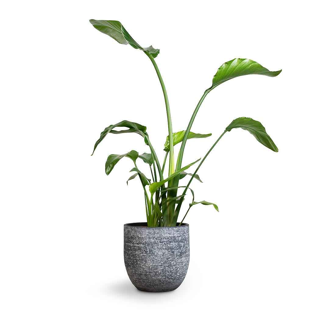 Strelitzia Nicolai: Giant Bird of Paradise