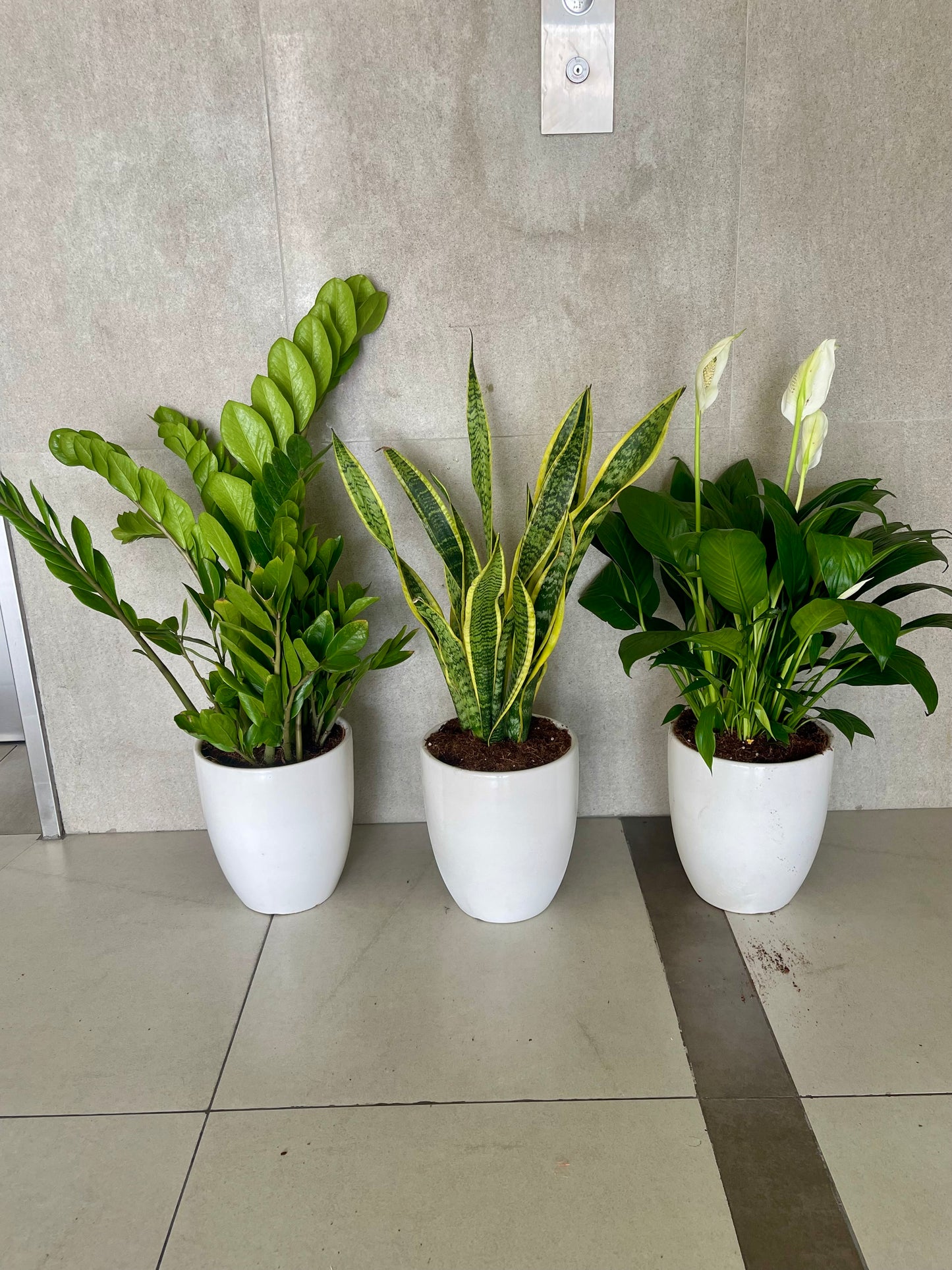 Potted 3Pcs Indoor in Ceramic Pots