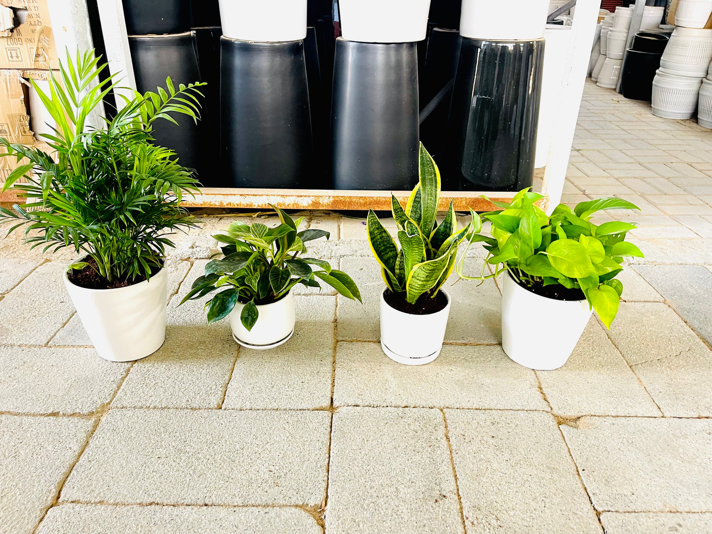 4 Potted Indoor Combo | Ceramic Pots