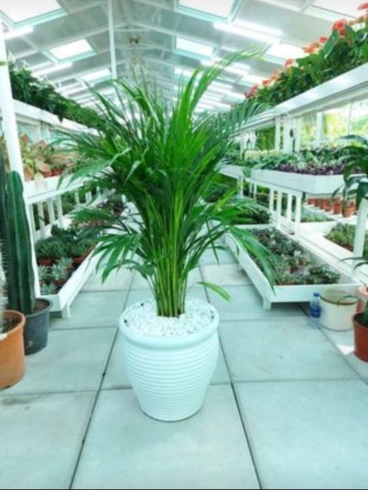 Areca palm in white pot with pebbles, surrounded by indoor plants in a bright greenhouse