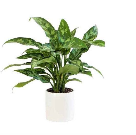 Aglaonema Maria 30cm - Aglaonema Emerald Beauty, Chinese Evergreen, Arum Plant