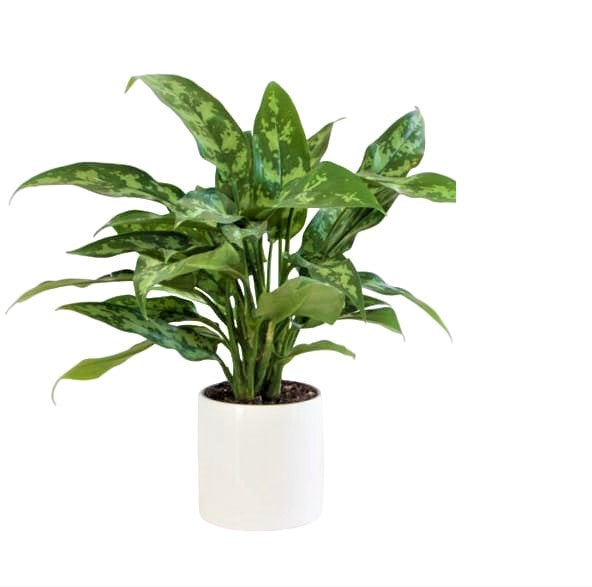 Aglaonema Maria houseplant with variegated green leaves in a white ceramic pot