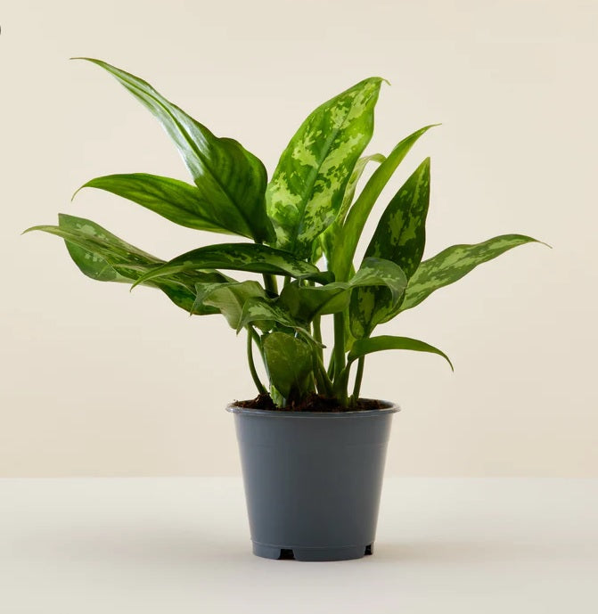 Aglaonema Maria houseplant with variegated green leaves in a simple nursery pot