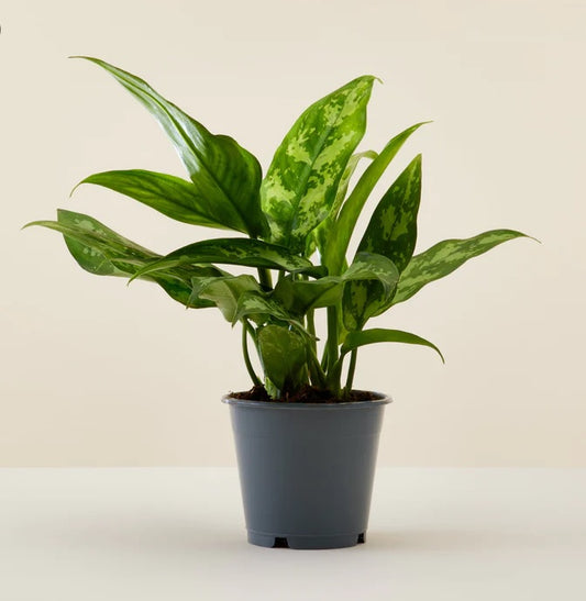 Aglaonema Maria houseplant with variegated green leaves in a simple nursery pot