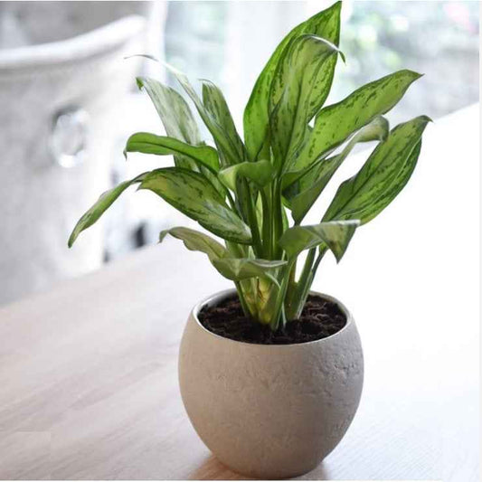 Aglaonema Silver Queen 30cm-40cm