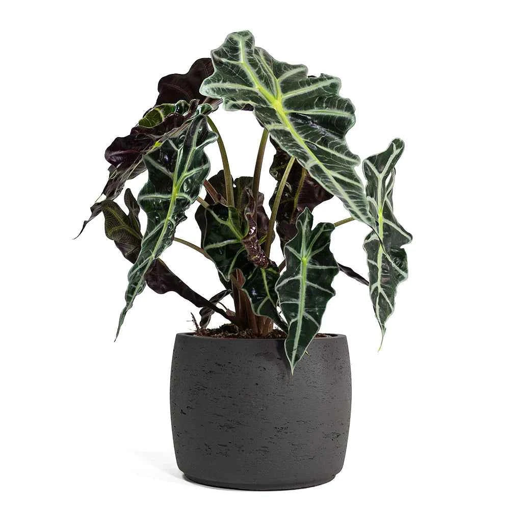 Alocasia Amazonica Polly Indoor Plant 30cm-35cm - Elephant Ear Houseplant