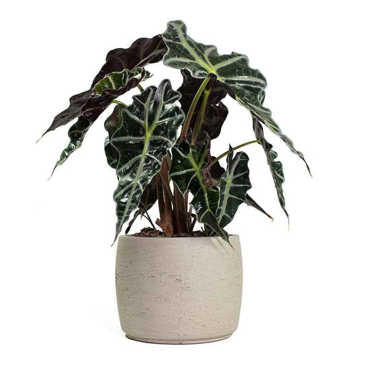 Alocasia Amazonica Polly Indoor Plant 30cm-35cm - Elephant Ear Houseplant