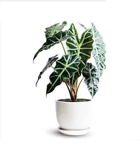 Alocasia Amazonica Polly Indoor Plant 30cm-35cm - Elephant Ear Houseplant
