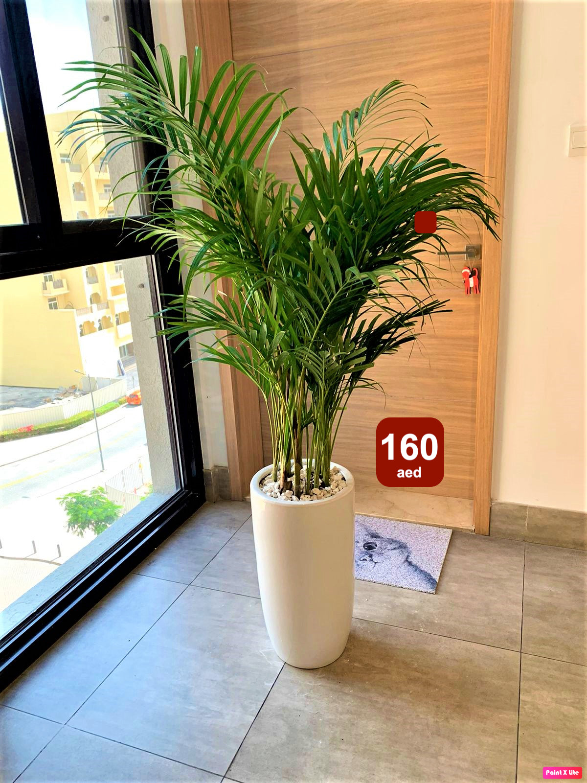 Areca palm plant in white pot with decorative stones, placed indoors near a window